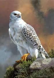 Birds Of Prey Images Lake Braies Bolzano Italy Beautiful Birds Birds Of Prey Raptors Bird