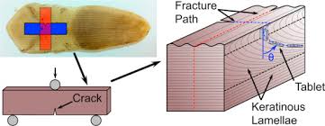 We did not find results for: Lamellae Spatial Distribution Modulates Fracture Behavior And Toughness Of African Pangolin Scales Sciencedirect