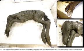 Discovery of 42,000 year old preserved baby horse in Siberia