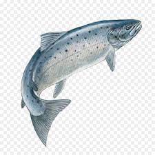 15 Fish Jumping Png Fish Jumps Fish Fish Icon