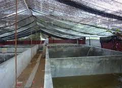 Kolam Ikan Lele Depan Rumah Infoakuakultur Com