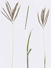 Image result for Bothriochloa