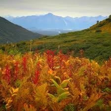 But only so an hour. Stream Peaceful Nature Sounds Wind Birds 75 Minutes By Relaxing White Noise Listen Online For Free On Soundcloud