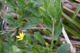 Image result for Chrysanthemoides monilifera