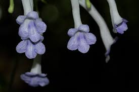 Image result for Streptocarpus solenanthus × eylesii