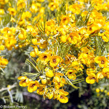 Image result for Cassia thyrsoidea