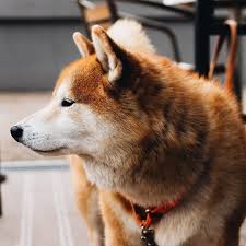 The data on the price of shiba inu (shib) and other related information presented on this website is obtained automatically. Der Shiba Inu Alles Uber Den Kraftstrotzenden Japaner Der Ganz Genau Weiss Was Er Will Mehr Uber Dieses Tolle Rasse Und Viele Weitere Dogs Animals Husky