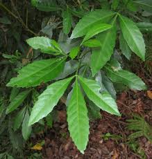 Image result for Allophylus ferrugineus