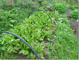 Either way it seems strange to the uninitiated. How To Prepare And Take Care Of A No Dig Vegetable Garden