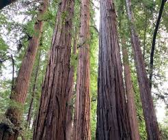 Two species are located in the western region of the united states, while a third is found in parts of asia. Golocalprov Our Environment Redwoods Are Like Giant Shrines To Life By Scott Turner