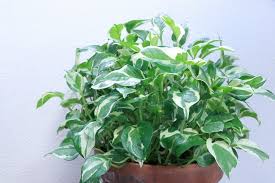 ポトスの育て方 植物ノート