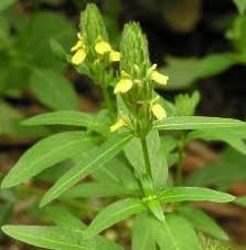 Image result for Justicia odora