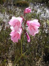 Image result for Gladiolus hollandii