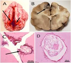 Image result for cuterebriasis in dogs