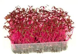 Its leaves grow in vibrant colors, including purple, red, and gold. How To Grow Amaranth Microgreens Practical Growing