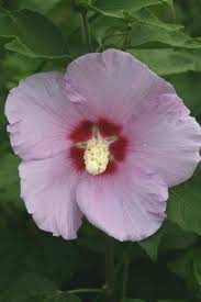 Image result for Hibiscus schinzii