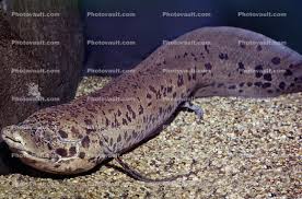 Maybe you would like to learn more about one of these? West African Lungfish Protopterus Annectens Dipnoi Lepidosireniformes Protopteridae Tetrapod Images Photography Stock Pictures Archives Fine Art Prints
