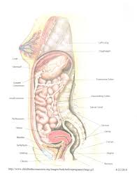 Find the perfect female internal organs stock photo. Dm 5331 Pregnant Body Diagram Wiring Diagram