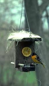 Diy oriole feeders — repurpose your old candle lids to make feeders for your feathered friends! Journey North Habitat Project Unpave The Way For Wildlife