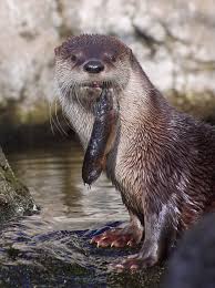 Happy Otter Bringing Home Dinner Otters Otter Facts Baby Otters