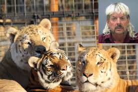 Joe exotic, the subject of netflix's smash hit docuseries tiger king, will be played by nicolas cage in an upcoming scripted series on cbs. Tiger King Lurid Netflix Smash Can Illuminate Southern Queer Cultures If You Look Closer History News Network