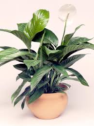 Yes, floweraura now offers you express delivery of green plants in all. 18 Gorgeous Indoor Plants That Are Almost Impossible To Kill Iproperty Com My