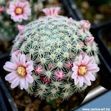 If the roots are rotting i think it cannot be saved. How To Save A Cactus With Rotting Roots Quora