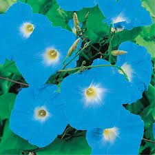 Browse 7,564 morning glory stock photos and images available, or search for morning glory cloud or blue morning glory to find more great stock photos and pictures. Heavenly Blue Morning Glory T T Seeds