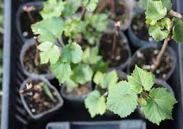 Grape vines are very simple to propagate by cuttings. Propagating Grapes 5 Ways