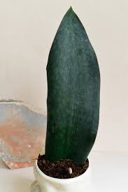 Send mail and learn about our services at 2901 e greenway rd phoenix, az the u.s. Sansevieria Masoniana Whale Fin Aka Snake Plant Available Now