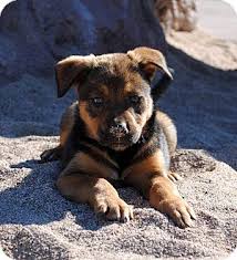 We would love to be able to help you find your dream dog. Phoenix Az Bluetick Coonhound Meet Jingle A Pet For Adoption