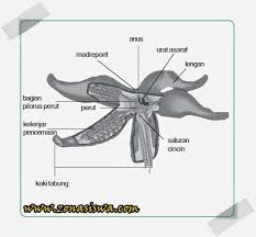Maybe you would like to learn more about one of these? Filum Echinodermata Struktur Tubuh Sistem Reproduksi Klasifikasi Kegunaan