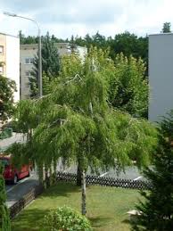 Hallo, ich muss euch eine frage stellen. Birke Baum Kopfen Schneiden Pflegen Schneiden Veredeln Green24 Pflanzen Garten Forum