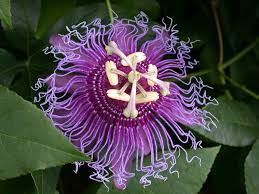 Pin By Wild Rose On Botanical Garden Passion Fruit Flower Purple Passion Flower Passion Flower