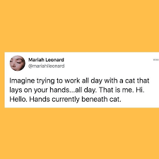 28 Of The Funniest Tweets About Cats And Dogs This Week Huffpost Funny Tweets Cats Dog Cat