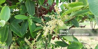 Image result for Terminalia arjuna