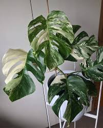 Variegated Monstera Buckle Street Variegated Plants Variegated Rare Plants