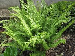 Image result for Dryopteris kilemensis
