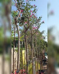 Image result for Bauhinia purpurea