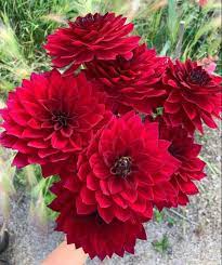 Pin On Wedding Flowers