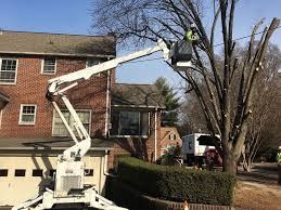Georgia Landscaping Residential Tree Removal Lawrenceville Ga