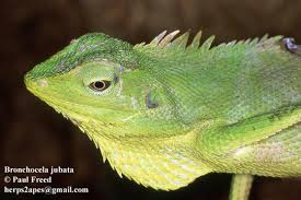 Image result for Urochloa jubata