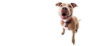 We are dedicated to providing the highest level of veterinary medicine along with friendly, compassionate service. Mohawk Alley Animal Hospital Mohawk Alley Animal Hospital