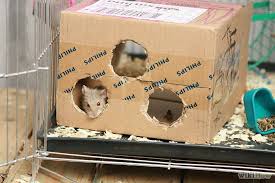 Diy Hamster Toys Out Of Cardboard Hamster Toys Dwarf Hamster Toys Hamster Diy