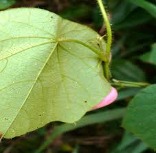 Image result for Cissampelos