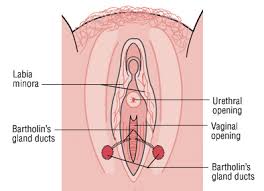 Caring for a bartholin's cyst does not need to be an arduous or painful process. Bartholin S Gland Cyst Harvard Health