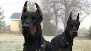 German pinscher puppies for sale founded in 1884, the akc is the recognized and trusted expert in breed, health and training information for dogs. European Doberman Chennai Home Facebook