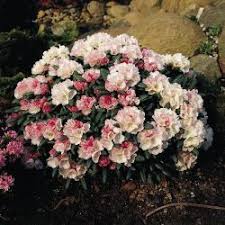 Rhododendron Koichiro Wada Fcc Rhododendron Yakushimanum Koichiro Wada Fcc Pflanzen Garten Garten Pflanzen