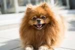 25 Best Small Dog Breeds — The Most Popular Small Dogs