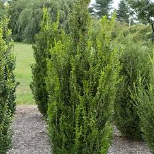 Image result for Buxus acutata